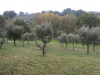 tenuta-mastro-berardino-3