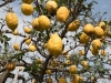 Insel-Procida-Garten-Foto-Valerio-Magini (1)