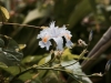 Insel-Procida-Garten-Foto-Valerio-Magini (16)